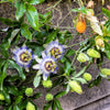 10 Blue Crown PASSION FLOWER / Passion FRUIT Passiflora Caerulea Orange Fruit Vine Seeds