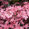 5 PINK FLOWERING DOGWOOD Tree Cornus Florida Rubra Native Ornamental Tree Seeds