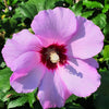 25 Dark Pink ROSE Of SHARON HIBISCUS Syriacus Flower Tree Bush Seeds