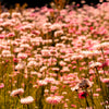 100 APRICOT & PEACH STRAWFLOWER Organic Mix Coral Paper Daisy Helichrysum Bracteatum Flower Seeds