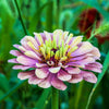 20 Organic QUEENY LIME MIX ZINNIA Elegans Mixed Colors Red Orange Yellow Pink Green Queen Flower Seeds