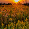 300 Ornamental BIG BLUESTEM GRASS Beardgrass Andropogon Gerardii Seeds