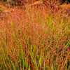 30 Violet PANIC GRASS Panicum Miliaceum Violaceum Ornamental Purple Millet Seeds