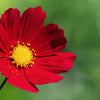 300 RED COSMOS DAZZLER Cosmos Bipinnatus Flower Seeds