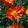 1500 MIKADO POPPY Red Orange California Poppy Flower Eschscholzia Californica Seeds