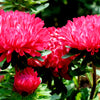 250 Double RED CHINA ASTER Callistephus Chinensis Flower Seeds