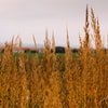 250 Ornamental INDIAN GRASS Sorghastrum Nutans Native Indiangrass Seeds