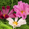200 COSMOS SEASHELLS Cosmos Bipinnatus Sea Shells Flower Seeds