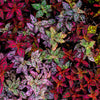 10 Dwarf Mixed Colors POLKA DOT PLANT Red Pink White Rose Splash Select Hypoestes Phyllostachya Flower Houseplant Seeds