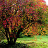 20 NANNYBERRY SWEET VIBURNUM Lentago Shrub Tree Blue Black Berry Fruit White Flower Seeds