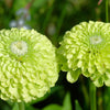 250 GREEN ENVY ZINNIA Elegans Heirloom Chartreuse Double Flower Seeds