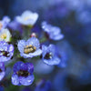 Wonderland Blue Alyssum Seeds – Lobularia Maritima Flower – photo 5