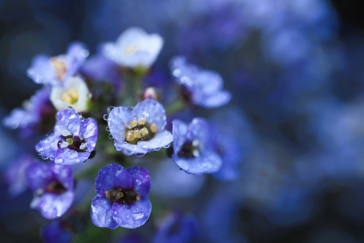 Wonderland Blue Alyssum Seeds – Lobularia Maritima Flower – photo 5