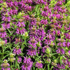 2000 BEE BALM Lemon MINT Monarda Citriodora Herb Purple Flower Seeds
