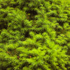 60 Organic Seeds COMMON JUNIPER (20 Berries) Juniperus Communis Tree Shrub Evergreen Conifer Blue Berry Yellow Flower aka Gin Berry Pine