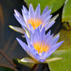 10 BLUE WATER LILY / Lily Pad / Asian Water Lotus / Sacred Egyptian Lotus Nymphaea Caerulea Flower Seeds