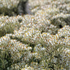 100 PEARLY EVERLASTING Anaphalis Margaritacea Fragrant Butterfly Flower Seeds