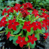 100 Red CRIMSON KING NICOTIANA (Ornamental Flowering Tobacco) Nicotiana Affinis Flower Seeds
