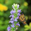 500 GREAT BLUE LOBELIA Lobelia Siphilitica Flower Seeds