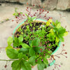 150 FAME FLOWER Jewels of Opar Talinum Paniculatum Portulaca Patens Fameflower Vegetable Leaf Seeds