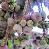30 COMMON Edible FIG TREE Ficus Carica Purple Brown Skin Pink Flesh Fruit Seeds