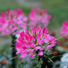 200 MAUVE QUEEN CLEOME Spinosa Hassleriana Purple Pink Spider Flower Seeds