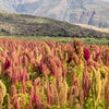 100 Organic BRILLIANT RAINBOW QUINOA Mix Mixed Colors Chenopodium Grain Greens Vegetable Seeds