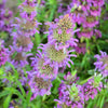 2000 BEE BALM Lemon MINT Monarda Citriodora Herb Purple Flower Seeds