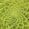 500 ROMANESCO BROCCOLI Broccoflower Roman Cauliflower Pyramid Broccolo Brassica Oleracea Vegetable Seeds