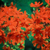 300 MALTESE CROSS Jerusalem Cross Lychnis Campion Chalcedonica Flower Seeds