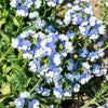 50 BLUE & WHITE Nemesia Strumosa Flower Seeds