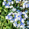 50 BLUE & WHITE Nemesia Strumosa Flower Seeds