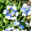 50 BLUE & WHITE Nemesia Strumosa Flower Seeds