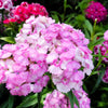 500 MIXED CHINESE PINKS China Rainbow Pink Dianthus Chinensis Bicolor Flower Seeds