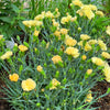 50 YELLOW CARNATION Dianthus Caryophyllus Grenadin Double Flower Seeds