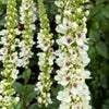 100 WHITE BLUSH VERBASCUM Blattaria Albiflorum Moth Mullein Flower Seeds