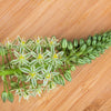 20 Ornithogalum Caudatum Seeds (False Sea Onion Lily)