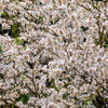 10 WHITE ORCHID TREE Bauhinia Alba syn Variegata Candida Hawaiian Mountain Ebony Camel's Foot Butterfly Flower Tree Hummingbird Seed