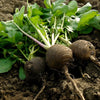 300 BLACK SPANISH ROUND Hot Spicy European Raphanus Sativus Root Vegetable Seeds