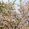 10 WHITE ORCHID TREE Bauhinia Alba syn Variegata Candida Hawaiian Mountain Ebony Camel's Foot Butterfly Flower Tree Hummingbird Seed