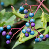 10 Variegated PORCELAIN BERRY VINE Ampelopsis Brevipedunculata Elegans Ampelopsis Glandulosa Amur Peppervine Blue Pink Purple Berries Seeds