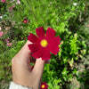 300 RED COSMOS DAZZLER Cosmos Bipinnatus Flower Seeds