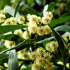20 AUSTRALIAN BLACKWOOD TREE Black Acacia Melanoxylon Wattle Yellow Flower Seeds