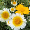 1000 GARLAND CROWN DAISY Chrysanthemum Coronarium Glebionis Flower Seeds
