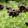 10 CHOCOLATE LILY Black Kamchatka Brown Fritillaria Camschatcensis Flower Seeds
