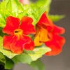 100 Twinkle RED MONKEY FLOWER Mimulus Seeds