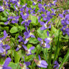 100 PRAIRIE VIOLET PURPLE Viola Pedatifida Palmata Flower Seeds