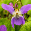 100 PRAIRIE VIOLET PURPLE Viola Pedatifida Palmata Flower Seeds
