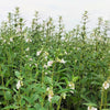 1500 Organic SESAME SEED Sesamum Indicum White Flower Vegetable Bread Seeds