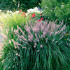 25 Dwarf Purple CHINESE FOUNTAIN GRASS Pennisetum Alopecuroides Hardy Ornamental Seeds